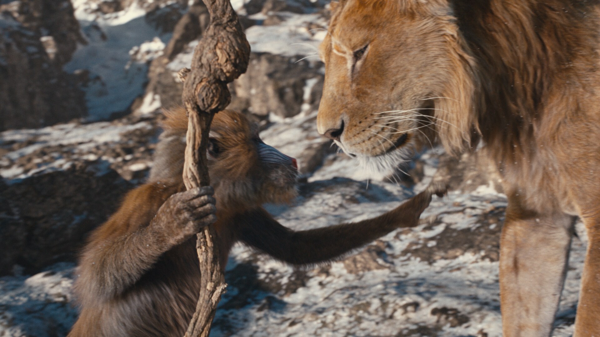 Découvrez les images de Mufasa : Le Roi Lion